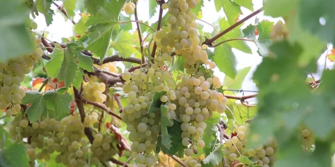 Likyalılardan günümüze uzanan lezzet! Tadı kendine has, raf ömrü uzun: 150 dönümde özenle toplanıyor 3